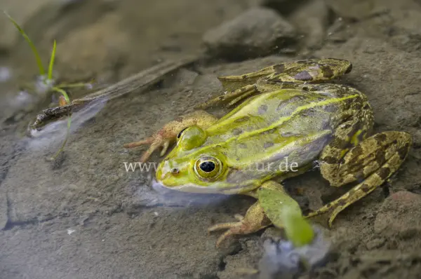 Fokus-Natur Bild