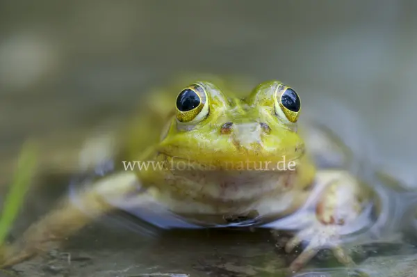 Fokus-Natur Bild