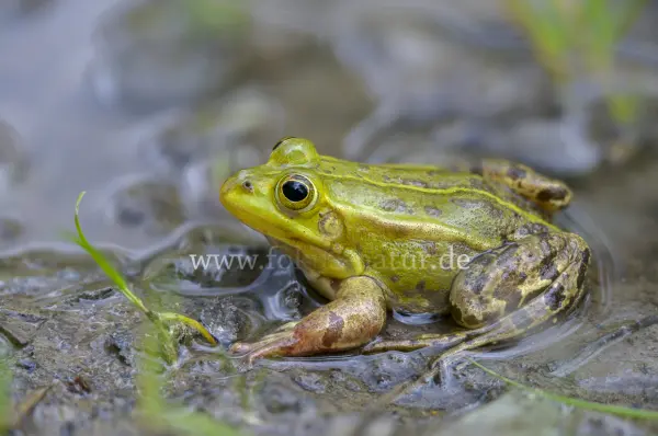 Fokus-Natur Bild