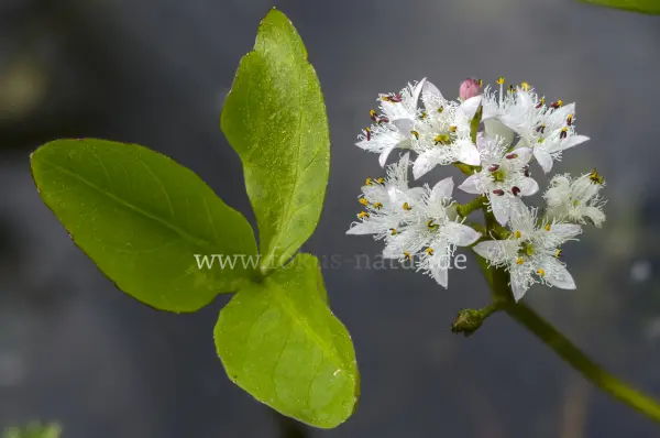 Fokus-Natur Bild