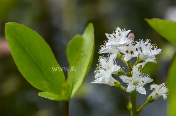 Fokus-Natur Bild