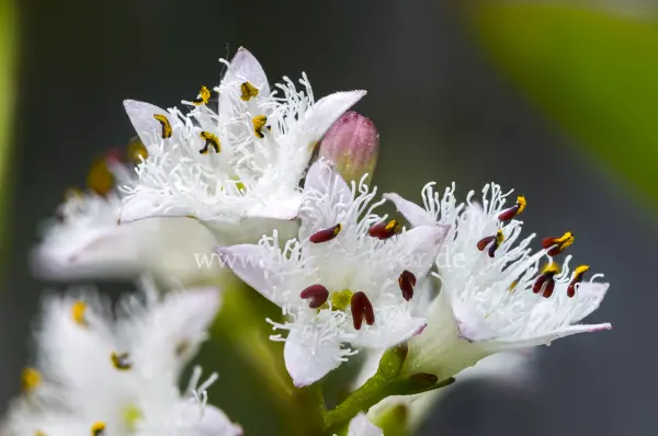 Fokus-Natur Bild