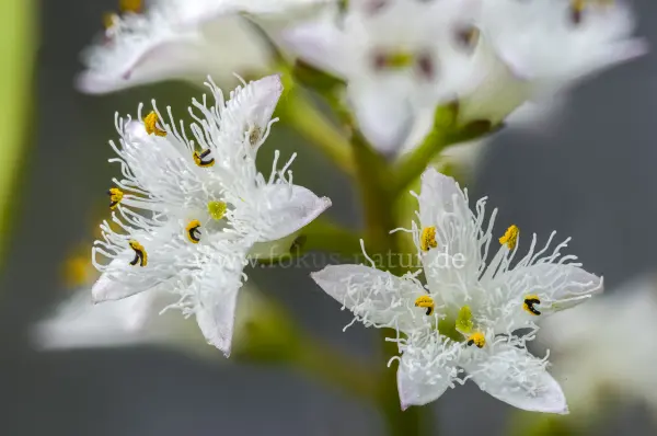 Fokus-Natur Bild