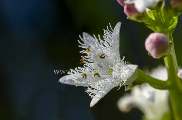 Fokus-Natur Bild