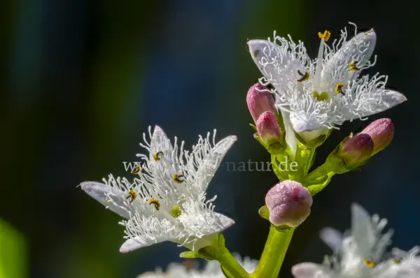 Fokus-Natur Bild