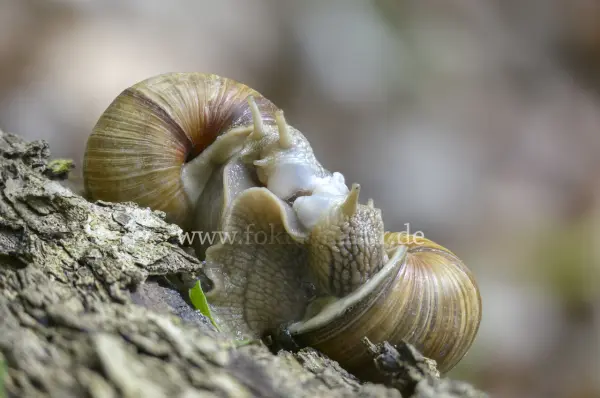 Fokus-Natur Bild