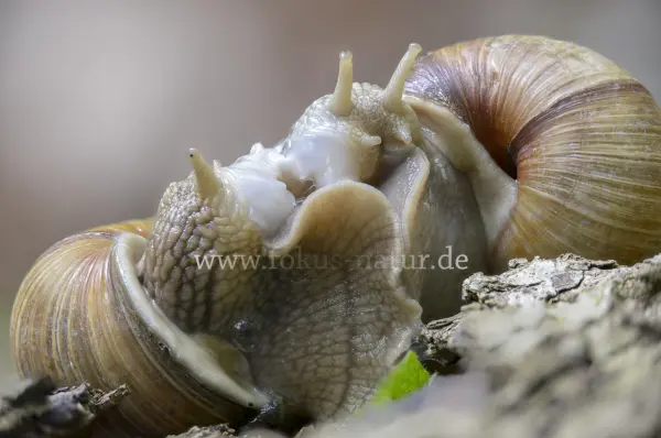 Fokus-Natur Bild