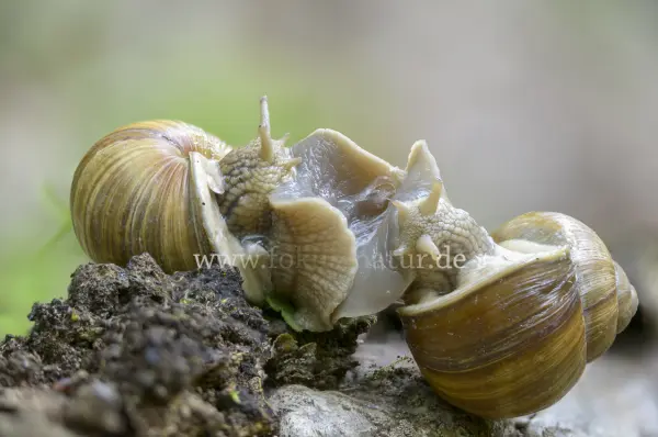 Fokus-Natur Bild