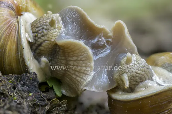 Fokus-Natur Bild