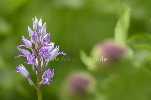 Fokus-Natur Bild