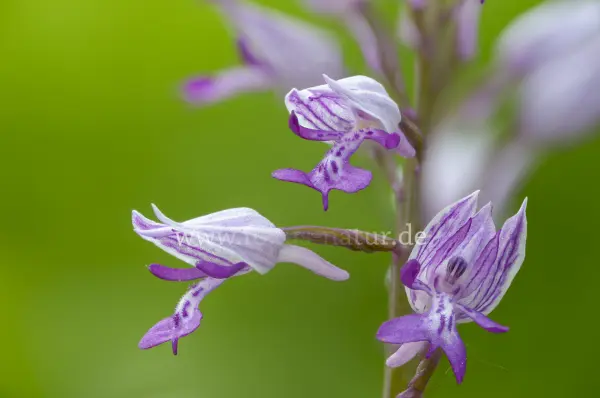 Fokus-Natur Bild