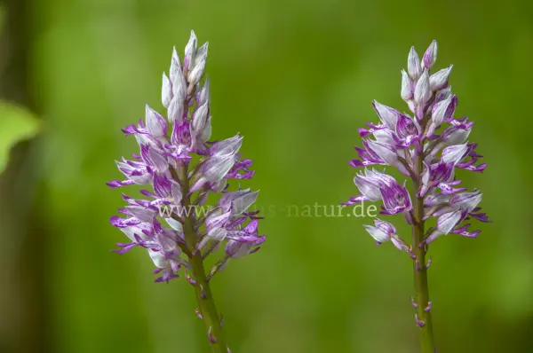 Fokus-Natur Bild