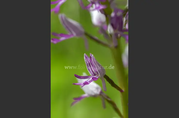 Fokus-Natur Bild