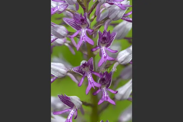 Fokus-Natur Bild
