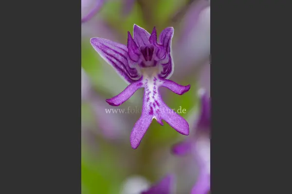 Fokus-Natur Bild