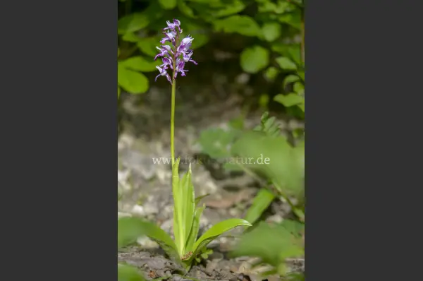 Fokus-Natur Bild