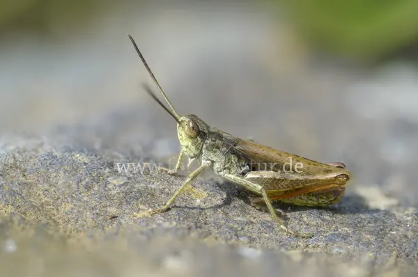 Fokus-Natur Bild