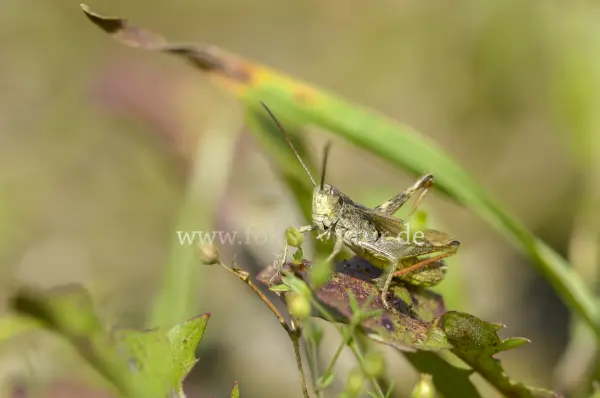 Fokus-Natur Bild