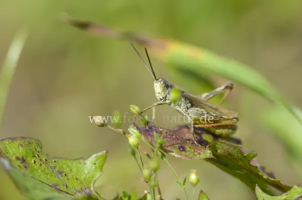 Fokus-Natur Bild