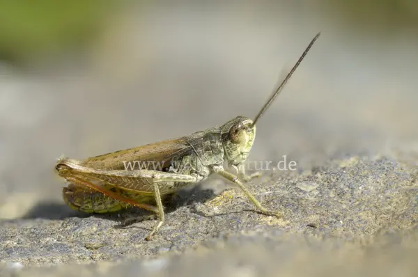 Fokus-Natur Bild