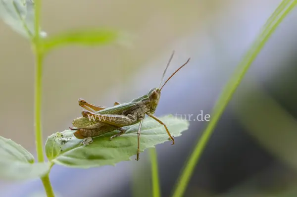 Fokus-Natur Bild