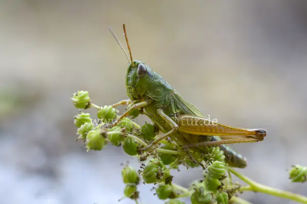 Fokus-Natur Bild
