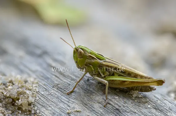 Fokus-Natur Bild