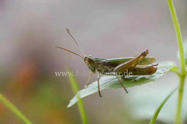 Fokus-Natur Bild