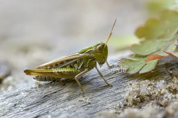 Fokus-Natur Bild