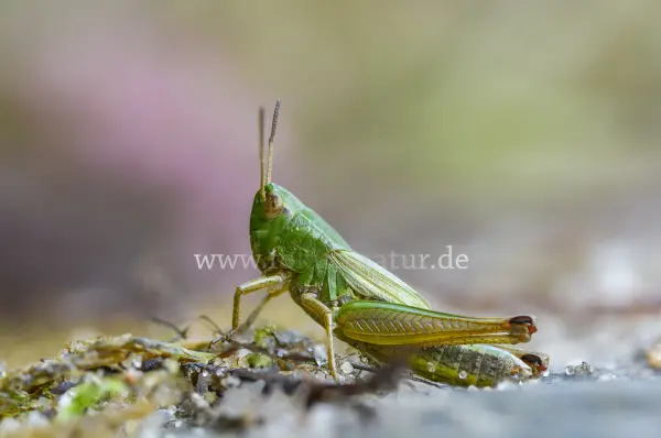 Fokus-Natur Bild