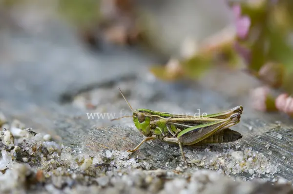 Fokus-Natur Bild