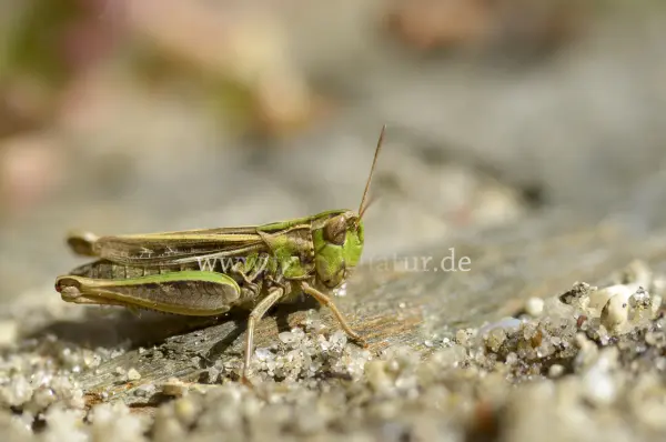 Fokus-Natur Bild