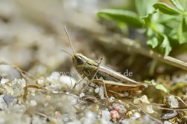 Fokus-Natur Bild