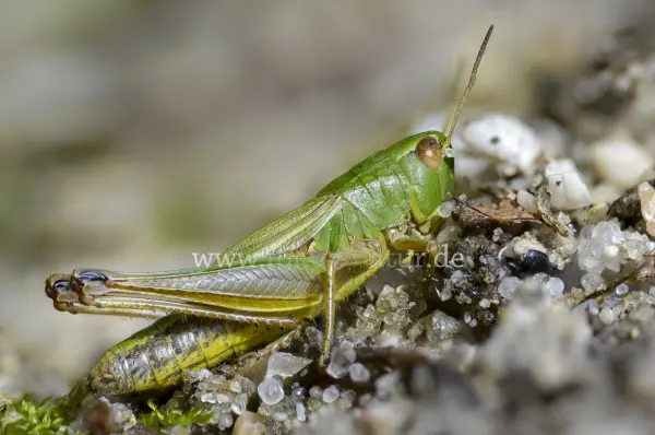 Fokus-Natur Bild