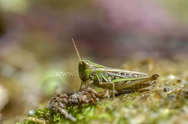 Fokus-Natur Bild