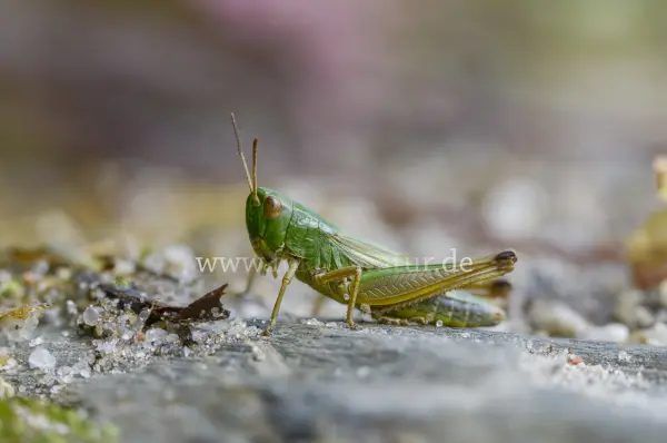 Fokus-Natur Bild