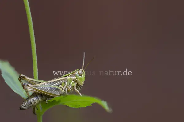 Fokus-Natur Bild