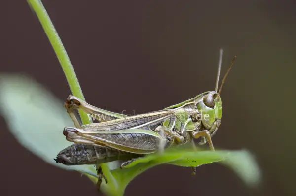 Fokus-Natur Bild