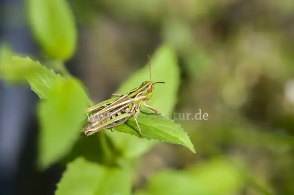 Fokus-Natur Bild