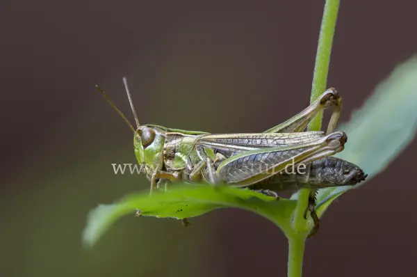Fokus-Natur Bild