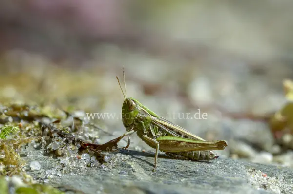Fokus-Natur Bild