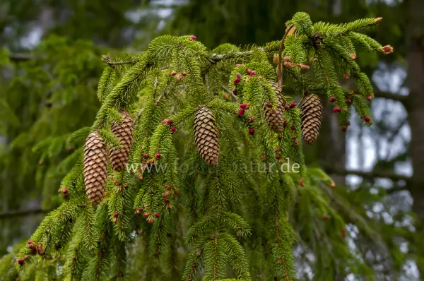 Fokus-Natur Bild