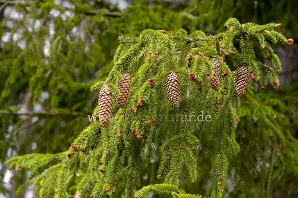 Fokus-Natur Bild