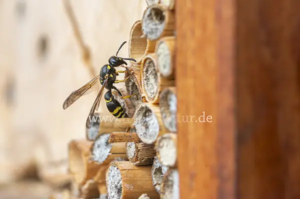 Fokus-Natur Bild