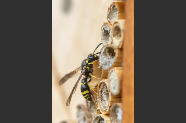 Fokus-Natur Bild