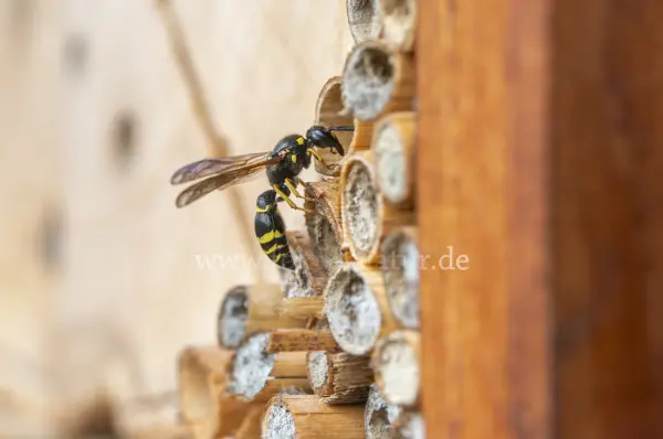 Fokus-Natur Bild