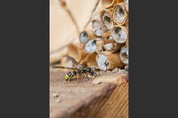 Fokus-Natur Bild