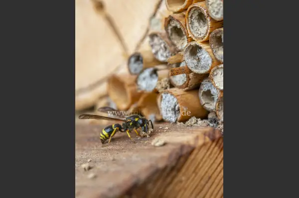 Fokus-Natur Bild