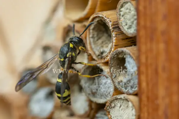 Fokus-Natur Bild
