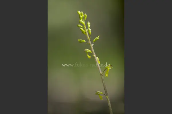 Fokus-Natur Bild